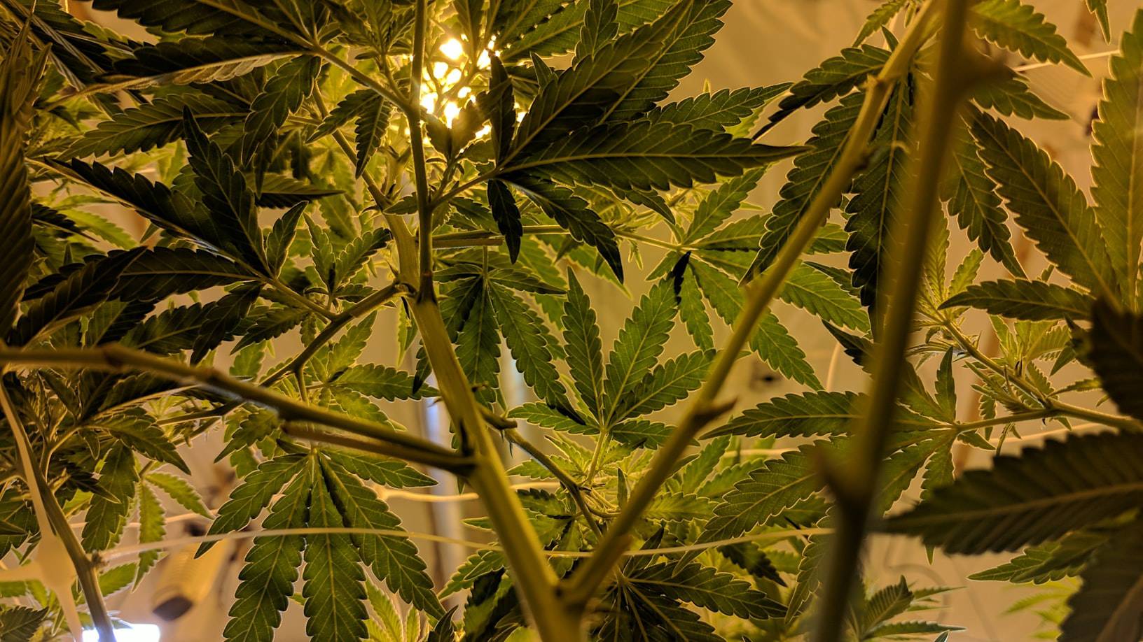 Reisen mit Cannabis: Darf man Gras aus Holland mit nach Deutschland nehmen?